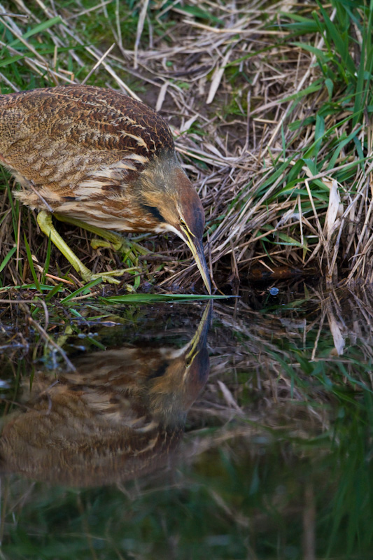 American Bittern Fishing